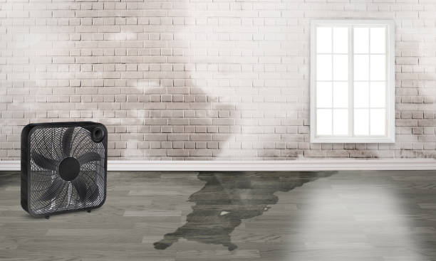 Best Carpet water damage restoration  in Raven, VA